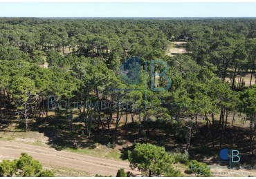 3010 - Lote en Bosques